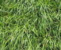 Tamaño de Resultado de imágenes de Rye Grass.: 122 x 100. Fuente: www.gardeningknowhow.com