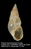 Image result for "rissoa Membranacea". Size: 64 x 100. Source: www.marinespecies.org