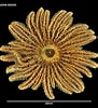 Image result for "heliaster Hexagonium". Size: 91 x 100. Source: www.marinespecies.org