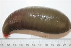 Image result for Molpadiidae. Size: 146 x 100. Source: fishbiosystem.ru