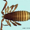 Image result for "cornucalanus Chelifer". Size: 100 x 100. Source: wiki.arages.de