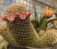 Image result for Cactus Soorten en Namen. Size: 117 x 100. Source: bophin.com
