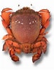 Image result for Ranina Ranina Spanner Crab. Size: 77 x 100. Source: www.dpi.nsw.gov.au
