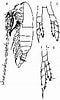 Image result for "mesocalanus Tenuicornis". Size: 60 x 100. Source: copepodes.obs-banyuls.fr