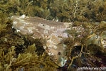 Image result for "sutorectus Tentaculatus". Size: 149 x 100. Source: reeflifesurvey.com