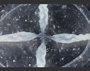 Image result for "laodicea Undulata". Size: 127 x 100. Source: www.aphotomarine.com