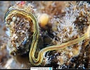 Image result for "phyllodoce Citrina". Size: 128 x 100. Source: www.reeflex.net