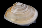 Image result for "tellina Tenuis". Size: 149 x 100. Source: www.aphotomarine.com