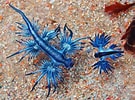 Image result for "Glaucus Atlanticus". Size: 135 x 100. Source: subscribe.ru