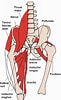 Afbeeldingsresultaten voor Musculus Gracilis Gray's Anatomy. Grootte: 61 x 100. Bron: de.wikipedia.org
