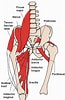 Afbeeldingsresultaten voor Musculus Gracilis Gray's Anatomy. Grootte: 65 x 100. Bron: de.wikipedia.org