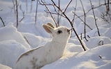 Résultat d’image pour Animaux D'hiver. Taille: 160 x 100. Source: wallpapercave.com