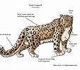 Bildergebnis für Snow Leopard Anatomy. Größe: 113 x 100. Quelle: ar.inspiredpencil.com