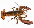 Image result for Homarus americanus Typen. Size: 118 x 100. Source: www.freepik.com