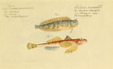 Bilderesultat for Callionymus fasciatus Anatomie. Størrelse: 164 x 100. Kilde: www.inaturalist.org