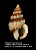 Image result for "nassarius Incrassatus". Size: 72 x 100. Source: www.marinespecies.org