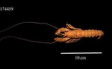 Image result for "nephropsis Aculeata". Size: 163 x 100. Source: www.marinespecies.org