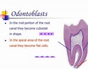Cell Lines in Dental pulp के लिए छवि परिणाम. आकार: 126 x 100. स्रोत: www.slideserve.com