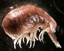Image result for Stegocephaloides Christianiensis Stam. Size: 126 x 100. Source: www.marinespecies.org