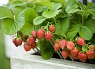 Image result for Strawberry Plants. Size: 137 x 100. Source: www.thespruce.com