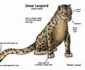 Résultat d’image pour Snow Leopard Evolution. Taille: 120 x 100. Source: www.pinterest.com