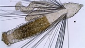 Image result for "lipobranchus Jeffreys Ii". Size: 175 x 100. Source: twitter.com
