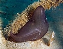 Image result for Molpadiidae. Size: 128 x 100. Source: www.chaloklum-diving.com