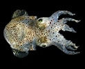 Image result for Sepiolidae. Size: 123 x 100. Source: www.msxlabs.org