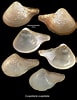 Image result for "cuspidaria Cuspidata". Size: 77 x 100. Source: naturalhistory.museumwales.ac.uk