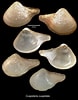 Image result for Cuspidaria cuspidata. Size: 78 x 100. Source: naturalhistory.museumwales.ac.uk