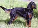 Billedresultat for Gordon Setter hunde. størrelse: 134 x 100. Kilde: www.101dogbreeds.com