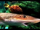 Image result for "mustelus Manazo". Size: 133 x 100. Source: www.youtube.com