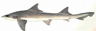 Image result for "scylliogaleus Quecketti". Size: 311 x 100. Source: www.sharkwater.com