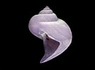 Image result for "janthina Exigua". Size: 134 x 100. Source: www.mollusca.co.nz