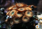 Image result for Palythoa Coral. Size: 142 x 100. Source: lifeoffish.com