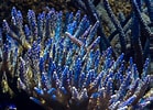 Image result for Acropora. Size: 139 x 100. Source: www.reef2reef.com