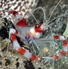 Afbeeldingsresultaten voor Stenopus hispidus Geslacht. Grootte: 98 x 100. Bron: reef-aquarium-store.com