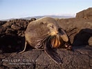 Afbeeldingsresultaten voor "arctocephalus Galapagoensis". Grootte: 133 x 100. Bron: www.oceanlight.com