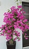 Afbeeldingsresultaten voor "bougainvillea Frondosa". Grootte: 60 x 100. Bron: in.pinterest.com