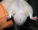 Image result for Hamster Geslacht. Size: 127 x 100. Source: www.kleineknaagdieren.nl