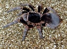 Afbeeldingsresultaten voor "tesserogastria Musculosa". Grootte: 136 x 100. Bron: tarantulas.su