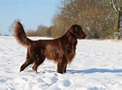 Bilderesultat for Flat Coated Retriever Brown. Størrelse: 135 x 100. Kilde: allbigdogbreeds.com