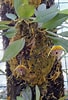 Image result for "conaea Rapax". Size: 68 x 100. Source: www.mundiflora.com