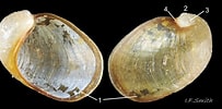 Image result for Velutina plicatilis Anatomie. Size: 203 x 100. Source: www.flickr.com