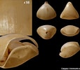 Afbeeldingsresultaten voor Dallina septigera geslacht. Grootte: 114 x 100. Bron: ammonit.ru