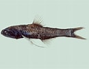 Image result for "lampanyctus Intricarius". Size: 130 x 100. Source: fishesofaustralia.net.au