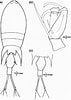 Afbeeldingsresultaten voor "corycaeus Speciosus". Grootte: 71 x 100. Bron: www.researchgate.net