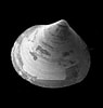 Image result for "macoma Calcarea". Size: 95 x 100. Source: www.marinespecies.org