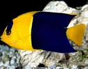 Image result for "holacanthus Tricolor". Size: 127 x 100. Source: wallpapic.com