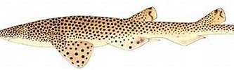 Image result for "holohalaelurus Punctatus". Size: 333 x 72. Source: www.sharkwater.com